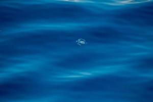 medusas velella en la parte posterior del mar azul profundo foto