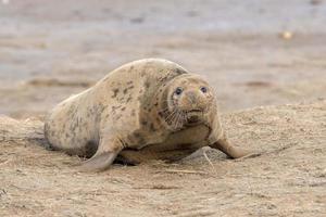 grey seal bull while looking at you photo