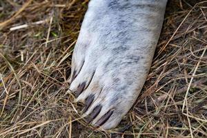 grey seal puppy fin detail photo