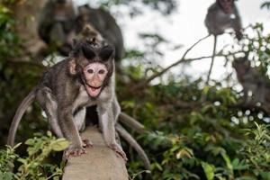 Indonesia macaque monkey ape close up portrait photo