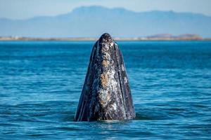 grey whale mother nose going up photo