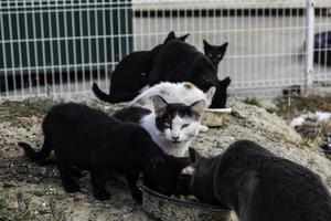 gatos abandonados en la calle foto