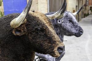Horned bull heads photo
