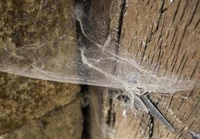 Wooden door with cobwebs photo