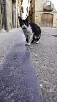 Street abandoned cats photo