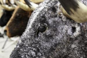 Horned bull heads photo