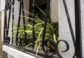 Long leaf plant on a balcony photo