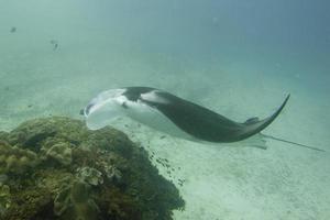 Manta underwater close up portrait while diving photo