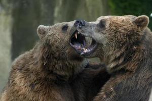 Two Black grizzly bears while fighting photo