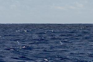 Flying Fish over blue ocean photo