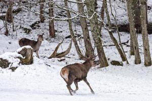 red deer on snow background photo