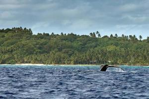 humpback whale in pacific ocean near the shore photo