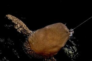 Nurse Shark close up on black at night photo