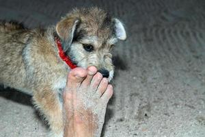 Newborn puppy dog smelling man feet photo