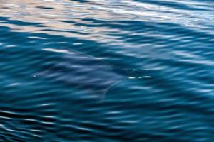 Manta in the blue ocean background portrait photo