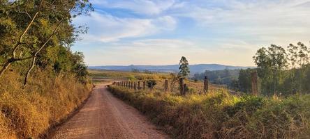 granja de plantaciones de eucalipto en un día soleado en el campo de brasil en camino de tierra foto