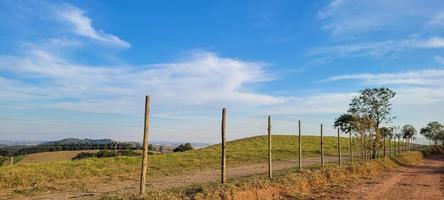 paisaje natural rural en el interior de brasil en una finca de eucaliptos en medio de la naturaleza foto