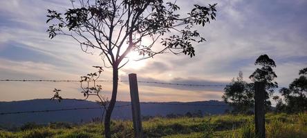 paisaje natural rural en el interior de brasil en una finca de eucaliptos en medio de la naturaleza foto