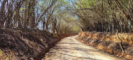 farm landscape view in the countryside of Brazil photo