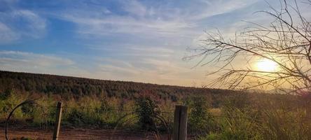 eucalyptus harvest on a farm in the interior of Brazil photo