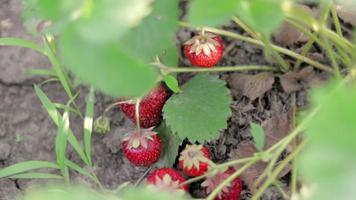 un buisson avec des fraises rouges mûres dans un jardin d'été. culture naturelle de baies à la ferme. buisson de fraises bio mûres dans le jardin en gros plan. culture d'une culture de fraises naturelles. video