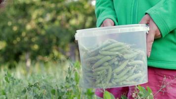 las manos de la mujer recogen vainas de guisantes verdes en un cubo pequeño, haciendo jardinería en el patio trasero. colección de guisantes que crecen en el jardín. un agricultor recoge vainas de guisantes verdes jóvenes de un arbusto. video