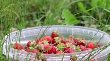 cubo lleno de fresas recién recogidas en el jardín de verano. primer plano de fresas en una canasta de plástico. bayas orgánicas y frescas en un mercado de agricultores, en un balde en un parche de fresas. video