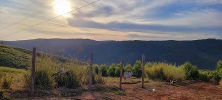 paisaje natural rural en el interior de brasil en una finca de eucaliptos en medio de la naturaleza foto