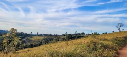 paisaje natural rural en el interior de brasil en una finca de eucaliptos en medio de la naturaleza foto