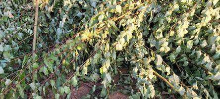 eucalyptus plantation farm in sunny day in brazil countryside on dirt road photo