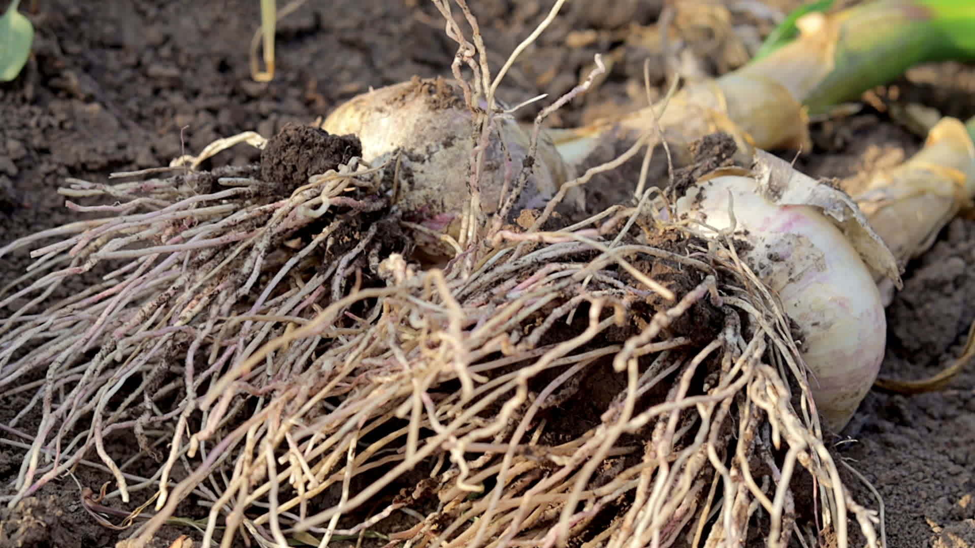 Young garlic with roots lying on garden soil. Collection of Lyubasha