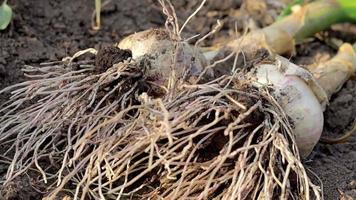 Young garlic with roots lying on garden soil. Collection of Lyubasha garlic in the garden. Agricultural field of garlic plant. Freshly picked vegetables, organic farming concept. Organic garlic. video