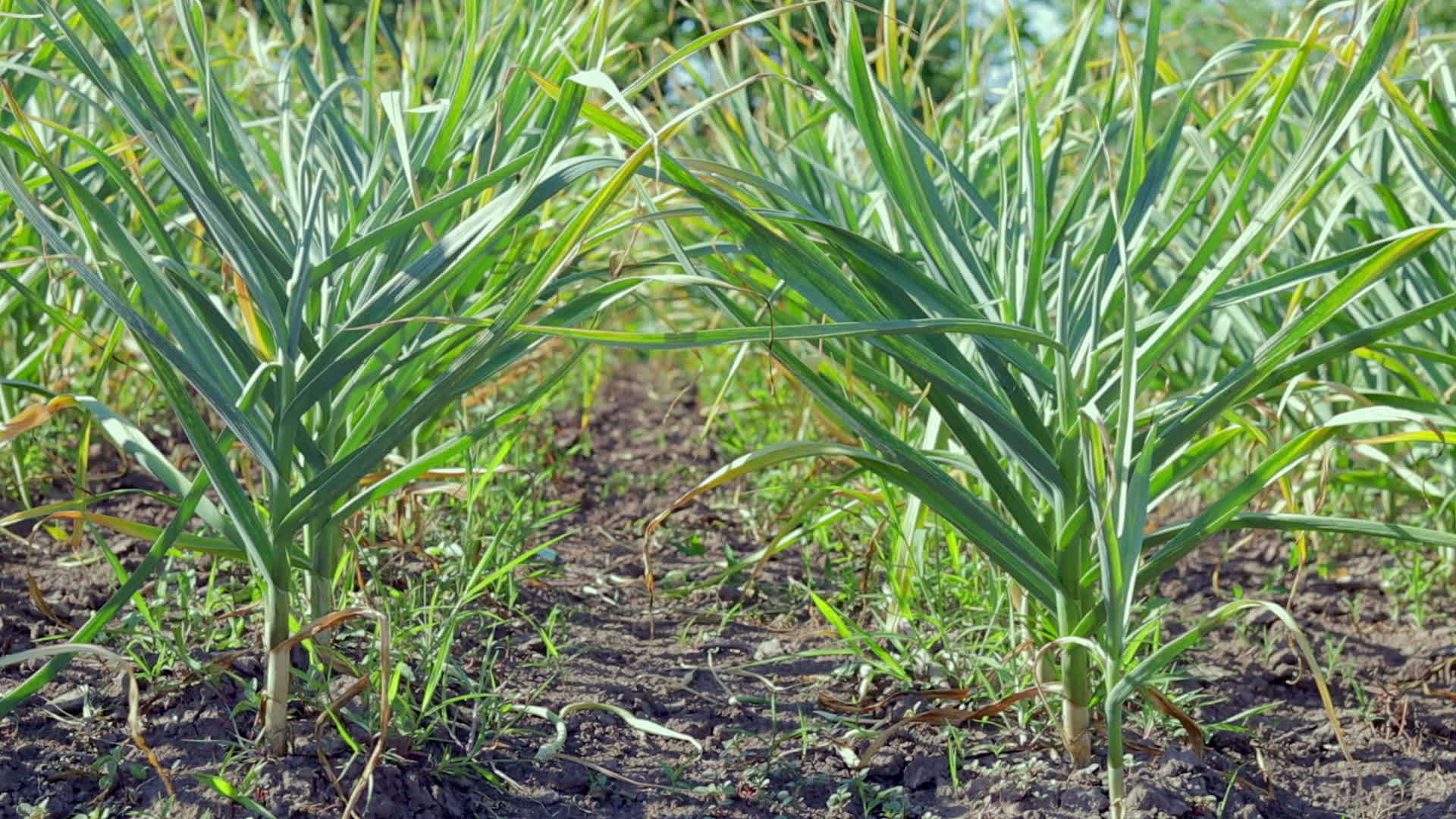 garlic-field-in-the-landscape-organic-garlic-grown-in-the-countryside