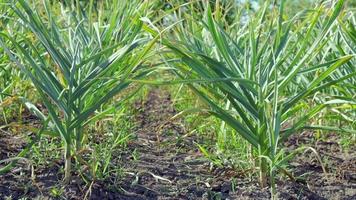 Knoblauchfeld in der Landschaft. Bio-Knoblauch, der auf dem Land angebaut wird. landwirtschaftliches Feld der Knoblauchpflanze. das Konzept des ökologischen Landbaus. ein Knoblauchbeet, lockere schwarze Erde im Garten. video