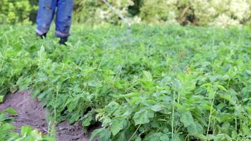 A farmer applying insecticides to his potato crop. The use of chemicals in agriculture. Fight against fungal infections and insects. A man sprays pesticides on a potato plantation with a hand sprayer. video