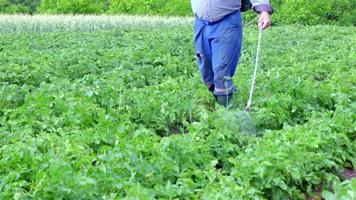 um agricultor aplicando inseticidas em sua plantação de batatas. o uso de produtos químicos na agricultura. luta contra infecções fúngicas e insetos. um homem pulveriza pesticidas em uma plantação de batatas com um pulverizador manual. video