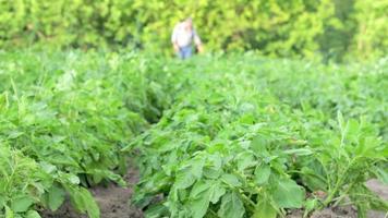 un agricultor rocía pesticidas en una plantación de papas desde un rociador. uso de productos químicos, control de insectos. las plantaciones de papa crecen en el campo. ganadería, agricultura. campo verde de papas seguidas. video