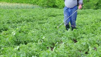 un agricultor aplicando insecticidas a su cultivo de papa. el uso de productos químicos en la agricultura. lucha contra las infecciones por hongos y los insectos. un hombre rocía pesticidas en una plantación de patatas con un rociador manual. video