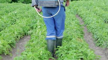 un agriculteur appliquant des insecticides sur sa culture de pommes de terre. jambes d'un homme portant un équipement de protection individuelle pour l'application de pesticides. un homme pulvérise des buissons de pommes de terre avec une solution de sulfate de cuivre. video