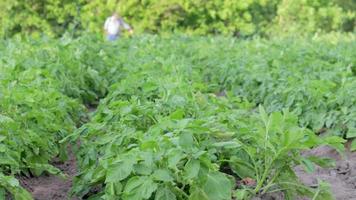 A male farmer sprays pesticides on a potato plantation from a sprayer. Use of chemicals, insect control. Potato plantations grow in the field. Farming, agriculture. Green field of potatoes in a row. video