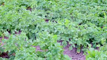 campo verde de patatas en una fila. plantaciones de papa, solanum tuberosum. cosecha plantada en un campo agrícola. paisaje agrícola de verano. el campo está iluminado por los rayos del sol. video