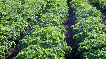 aardappel plantages toenemen in de veld. landbouw, landbouw. groen veld- van aardappelen in een rij. aardappel plantages, solanum tuberosum. zomer landschap met agrarisch land. video
