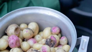 mulher cozinheira descascando batatas ao ar livre na zona rural. panela de aço inoxidável com batatas novas cruas. mãos em luvas limpe batatas maduras com um pano, o dispositivo remove uma fina camada de casca. video