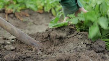 Women farmers harvest young potatoes from the soil. Potato tuber dug with a shovel on brown ground. Fresh organic potatoes on the ground in a field on a summer day. The concept of growing food. video