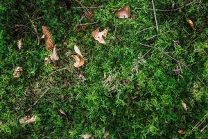 Detailed close up view on a forest ground texture with moss and branches photo