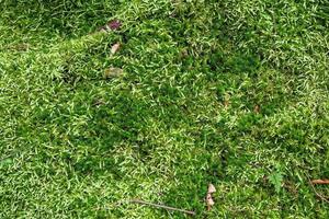 Detailed close up view on a forest ground texture with moss and branches photo