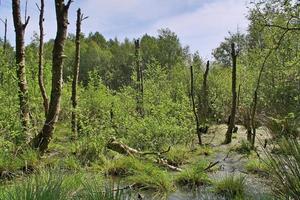 Beautiful view into a dense green forest with bright sunlight casting deep shadow photo