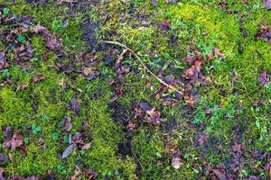 Detailed close up view on a forest ground texture with moss and branches photo