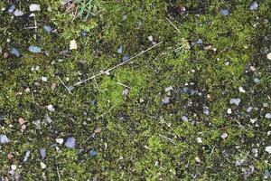 Detailed close up view on a forest ground texture with moss and branches photo