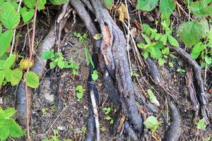 Detailed close up view on a forest ground texture with moss and branches photo